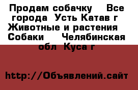 Продам собачку  - Все города, Усть-Катав г. Животные и растения » Собаки   . Челябинская обл.,Куса г.